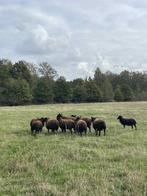 schapen, Dieren en Toebehoren, Schapen, Geiten en Varkens, Meerdere dieren, Schaap, 0 tot 2 jaar
