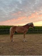 Haflinger ruin te koop, Animaux & Accessoires, Chevaux, Hongre, Cheval de récréation, Vermifugé