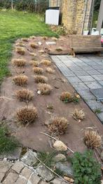 Pennisetum (graminée), Tuin en Terras, Tegels en Klinkers, Ophalen, Zo goed als nieuw