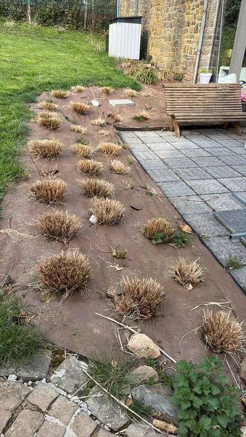 Pennisetum (graminée) beschikbaar voor biedingen