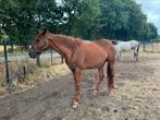 Draagmerrie, Merrie, Niet van toepassing, 160 tot 165 cm, 11 jaar of ouder