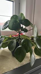 Plante à crêpes sans pot, Maison & Meubles, Plantes d'intérieur, Plante verte, Enlèvement, Ombre partielle