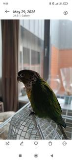 Tame pyrhura  200€ pempulu, Dieren en Toebehoren, Vogels | Parkieten en Papegaaien