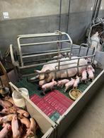 Kraamhokken schuine opstelling [210], Dieren en Toebehoren, Schapen, Geiten en Varkens