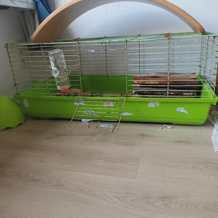 Superlief konijntje te koop, Dieren en Toebehoren, Konijnen, Dwerg, Vrouwelijk, 0 tot 2 jaar