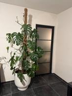 Monstera 230cm hoog!, Autres espèces, En pot, Plante à fleurs, Enlèvement