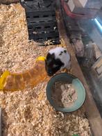 Goudhamster, Hamster, Domestique, Janvier, Femelle
