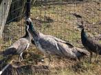 Volwassen White Eye pauw hen, Dieren en Toebehoren, Pluimvee