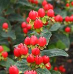 hersthooi of hypercum in 2 l pot  KOOPJE NU 1 euro, Tuin en Terras, Ophalen