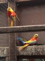 Splendid en turquoisine, Dieren en Toebehoren, Vogels | Parkieten en Papegaaien, Meerdere dieren, Parkiet, Geringd