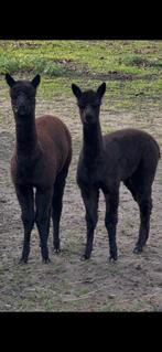 Alpaca, Dieren en Toebehoren, 0 tot 2 jaar