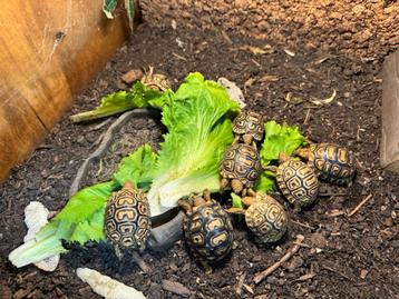 Jonge Panterschildpadden Stigmochelys Pardalis babcocki beschikbaar voor biedingen