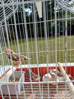 dieren, Meerdere dieren, Tropenvogel