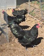3x zwarte jonge australorp hanen te koop