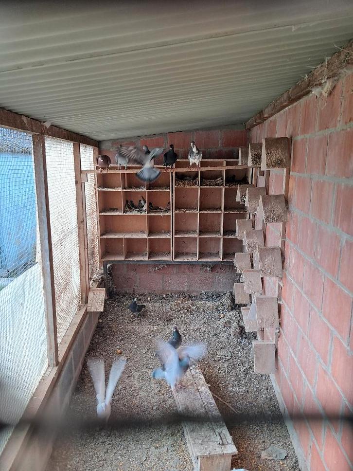 Gratis duiven, Dieren en Toebehoren, Vogels | Duiven, Overige soorten