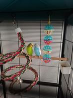 Grote vogelkooi en 2 parkieten met assecoires, Mâle, Perruche