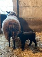 Schaap met 1 ooi lam, Animaux & Accessoires, Mouton