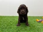 Nestjes Engelse Cocker Spaniel pups