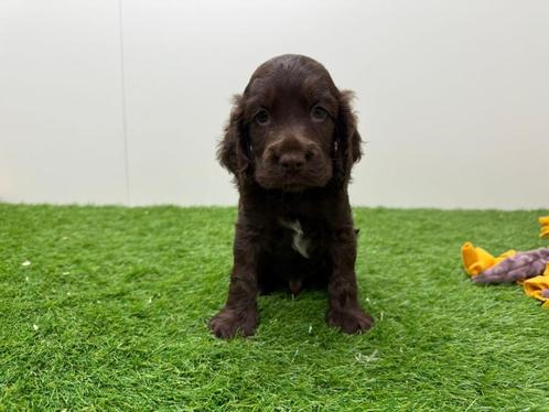 Nestjes Engelse Cocker Spaniel pups, Dieren en Toebehoren, Honden | Retrievers, Spaniëls en Waterhonden, Meerdere dieren, Spaniël