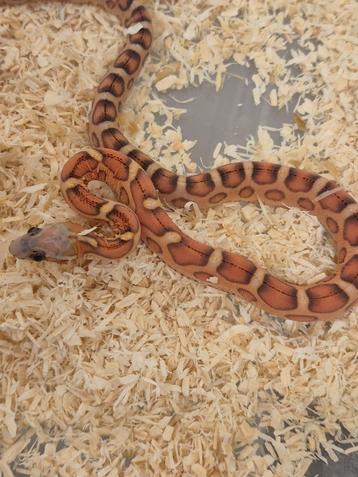 Scaleless, Microscaleless, Microscale korenslangen! beschikbaar voor biedingen