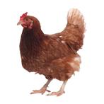 legkippen @ paradijshof, Dieren en Toebehoren, Pluimvee, Vrouwelijk, Kip