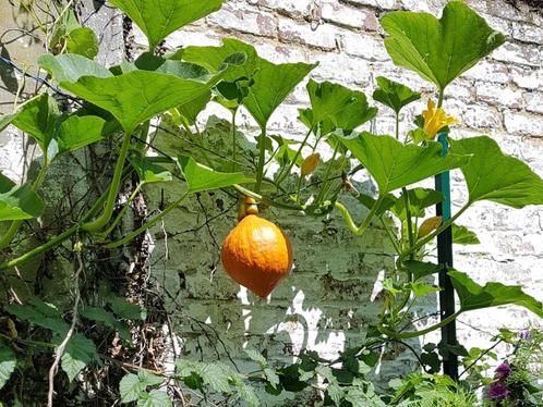 pompoenpitten, Tuin en Terras, Bloembollen en Zaden, Zaad, Voorjaar, Ophalen of Verzenden