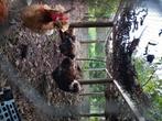 Faverolles ruilen, Dieren en Toebehoren