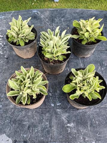 Lychnis Coronarius met korting beschikbaar voor biedingen