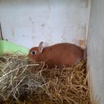 Kleurdwerg oranje voedster, Vrouwelijk, Dwerg, 0 tot 2 jaar