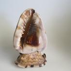 Vintage schelpen King Helmet constructie ex lamp jaren 60, Ophalen of Verzenden