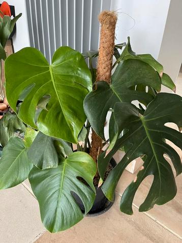 Monstera beschikbaar voor biedingen