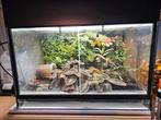 Terrarium voor pijlgifkikkers, Dieren en Toebehoren, Ophalen, Zo goed als nieuw