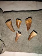 Set de dents Mosasaurus #1, Enlèvement ou Envoi, Fossile