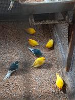 Kakerikies blauwe en gele 25 euro stuk