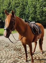 Lieve Arabische merrie zoekt een warm thuisje, Merrie, Met stamboom, Minder dan 160 cm, 11 jaar of ouder