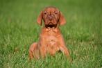 Vizsla pup te koop (reutje) - Ouders aanwezig, Dieren en Toebehoren, Honden | Setters en Staande honden, België, CDV (hondenziekte)
