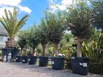 Terrasolijfboom Olea Europaea - op voorraad, Ophalen, Olijfboom