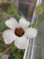 Hibiscus zaad (origine Spaans) - eigen oogst, Tuin en Terras, Planten | Tuinplanten, Volle zon, Klimplanten, Zomer, Verzenden