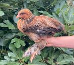 Haantje Brahma goudpatrijs, Dieren en Toebehoren, Pluimvee