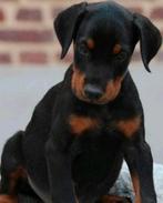 Dobermann puppy's te koop, CDV (hondenziekte), 8 tot 15 weken, Meerdere dieren, België