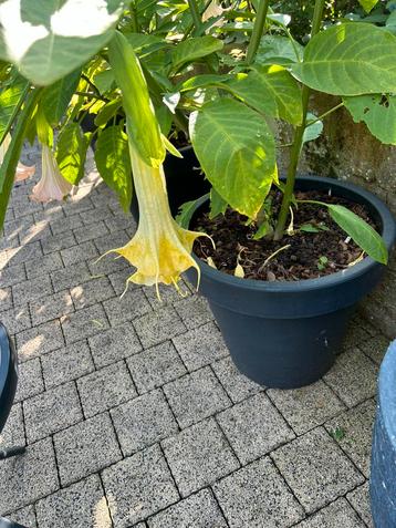 Brugmansia met dubbele gele bloemen stek met pot, Tuin en Terras, Planten | Tuinplanten, Ophalen