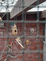 Canaris à vendre, Animaux & Accessoires, Enlèvement