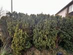 Gratis 10 grote thuja’s (+2 m) - zelf uitgraven, Tuin en Terras, Ophalen, Halfschaduw, Overige soorten, 100 tot 250 cm