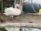 Koppel witte zwanen, Dieren en Toebehoren, Pluimvee, Meerdere dieren, Gans of Zwaan