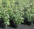 boomschors   sylvester   10/20-10/30-20/40, Ophalen, Zomer, Vaste plant, Volle zon