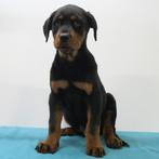 Rottweiler (reuen) Pups te koop, Dieren en Toebehoren, 15 weken tot 1 jaar, Buitenland, CDV (hondenziekte), Meerdere