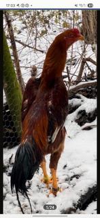 Coqs et poules Shamo de qualité supérieure, Animaux & Accessoires, Mâle, Poule ou poulet