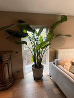 Strelitzia Nicolae, Enlèvement, En pot