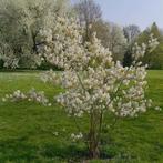 Amelanchier lamarckii / krentenboom, Tuin en Terras, Ophalen of Verzenden, Haag