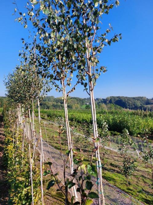 Bouleau blanc (Betula utilis) Arbre/arbre ornemental, Jardin & Terrasse, Plantes | Arbres, Autres espèces, 250 à 400 cm, Plein soleil